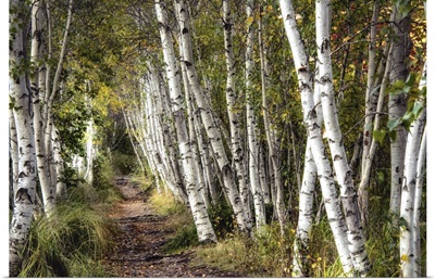 A Walk Through the Birch Trees