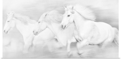 All the White Horses
