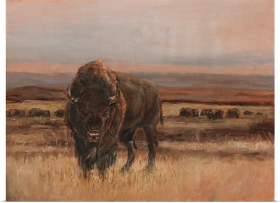American Buffalo On The Plains I