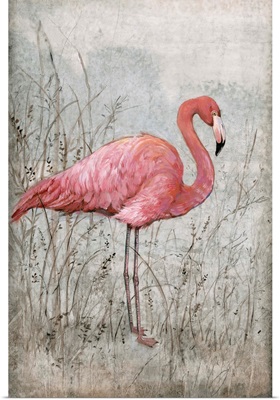 American Flamingo I