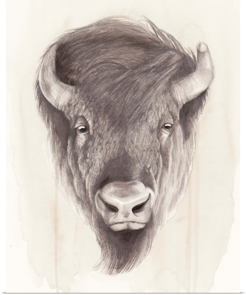 Contemporary illustration of a bison head against a tan background.