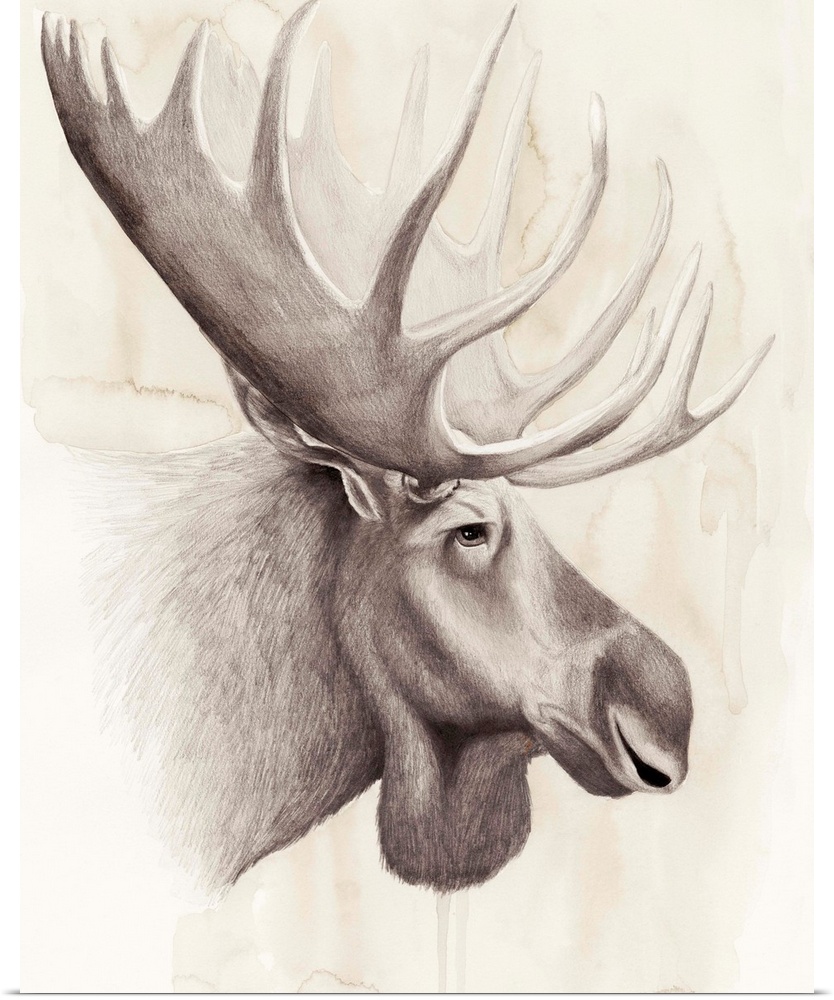 Contemporary illustration of a moose head against a tan background.