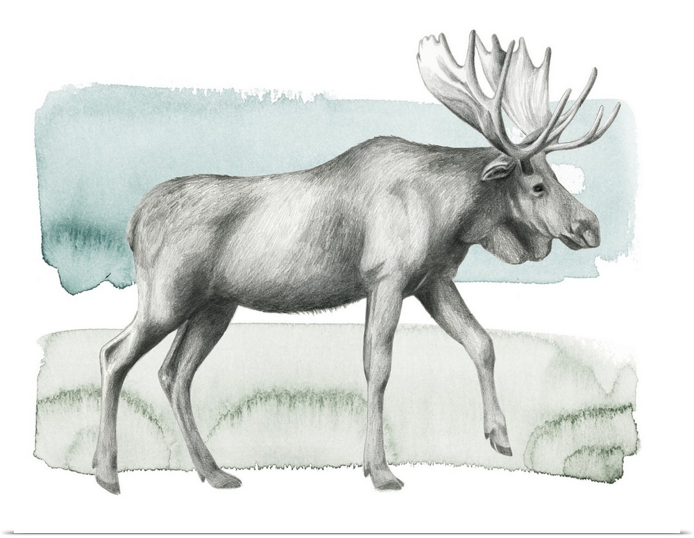Graphite sketch of a moose on a blue, green, and white watercolor background.