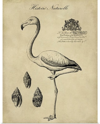 Antiquarian Flamingo