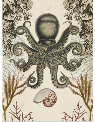 Antiquarian Menagerie - Octopus