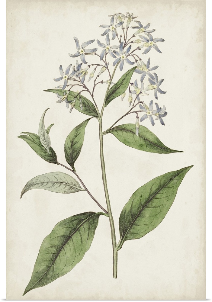 Antique Botanical Collection XII