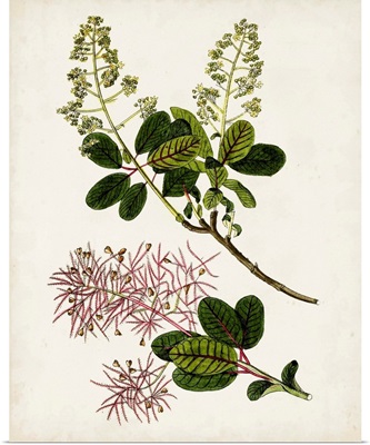 Antique Botanical Study II