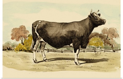 Antique Cow VI