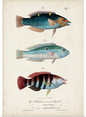 Antique Fish Trio III