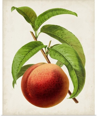 Antique Fruit V