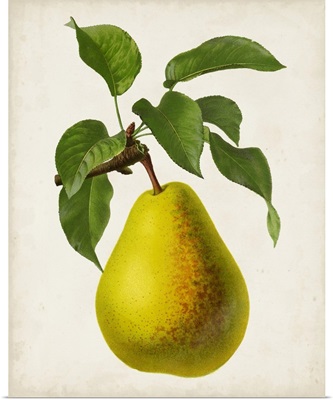 Antique Fruit VII