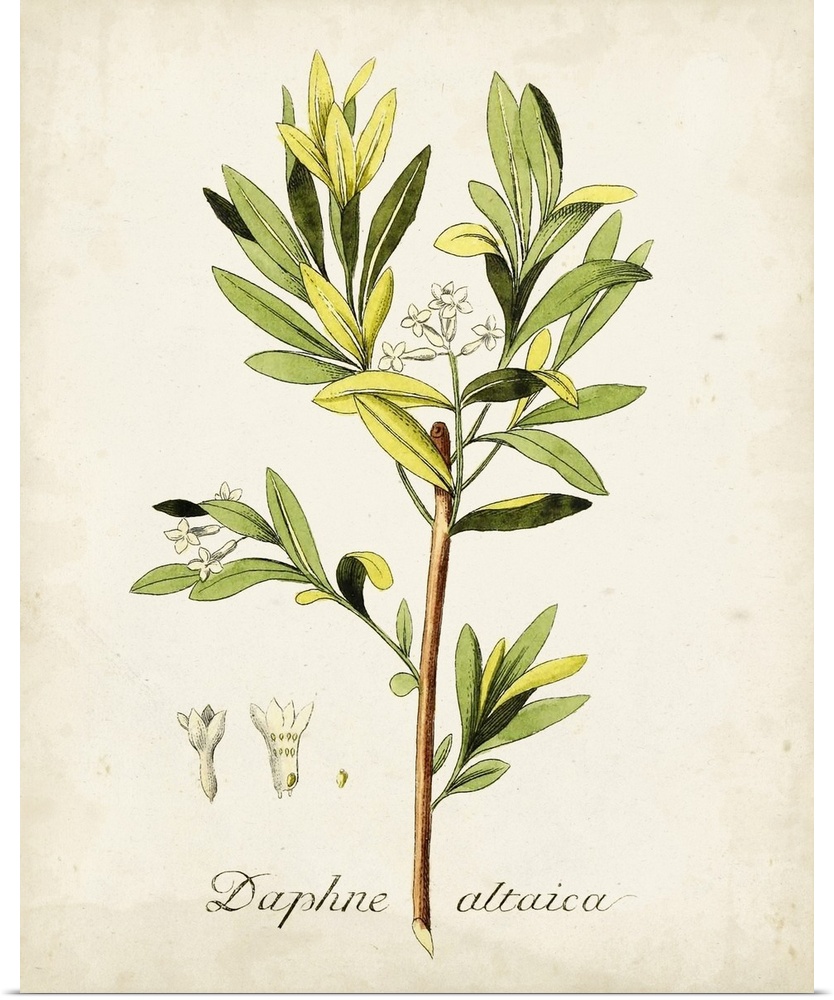 Antique Herb Botanical IV