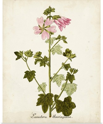 Antique Herb Botanical V