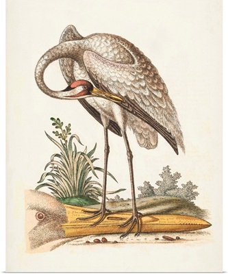 Antique Heron & Cranes IV