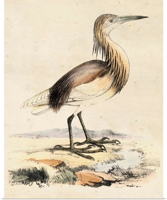 Antique Heron I
