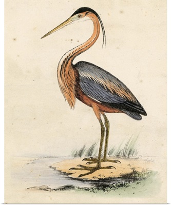 Antique Heron II
