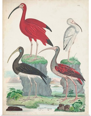 Antique Heron & Waterbirds II