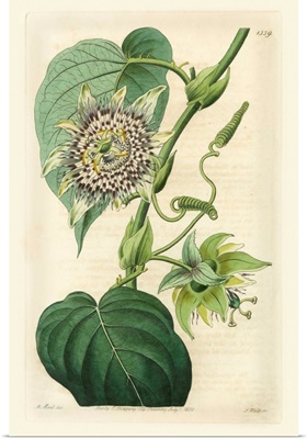Antique Passionflower I