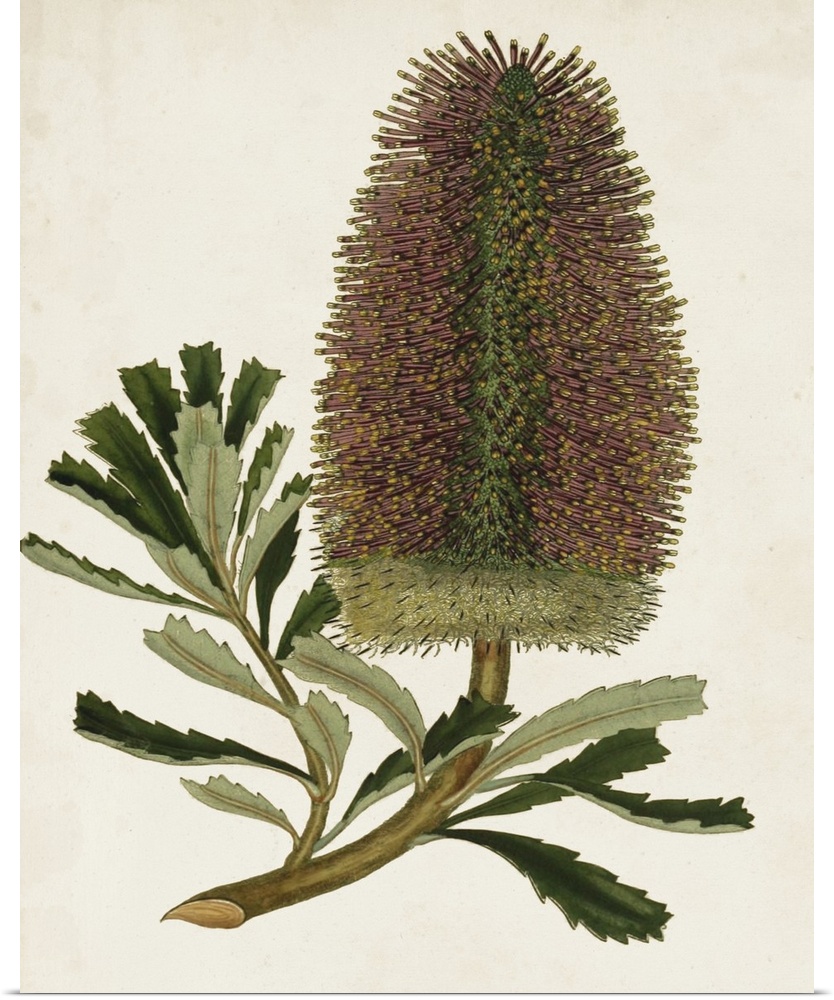 A decorative vintage illustration of a sugarbushes (or Fynbos).