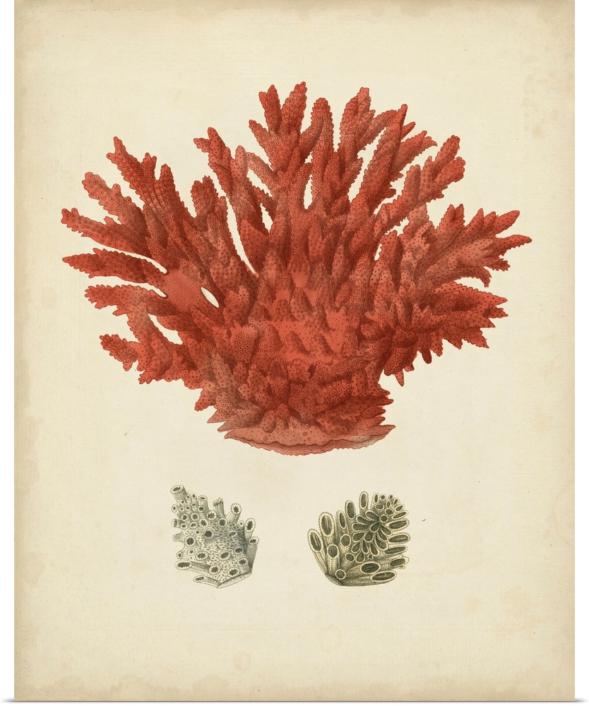 Antique Red Coral III