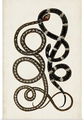 Antique Snakes II