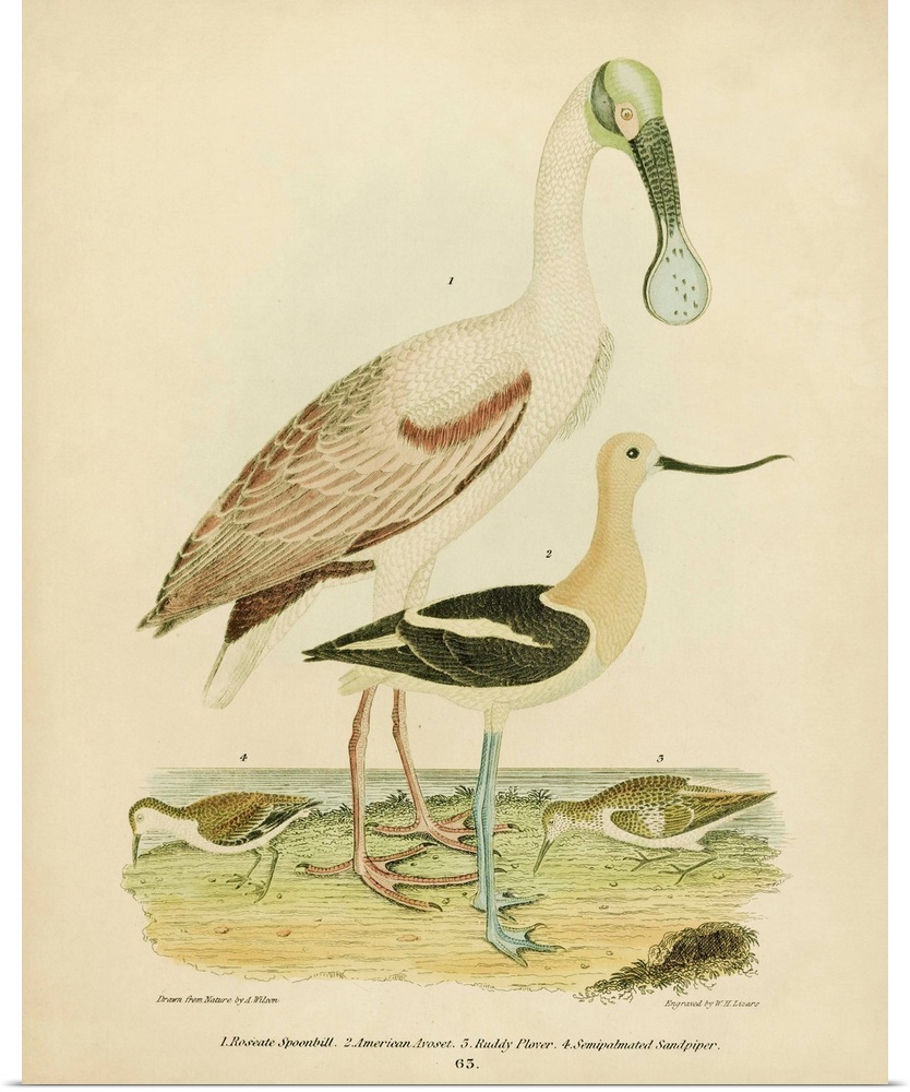 Antique Spoonbill And Sandpipers