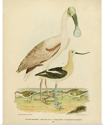 Antique Spoonbill And Sandpipers