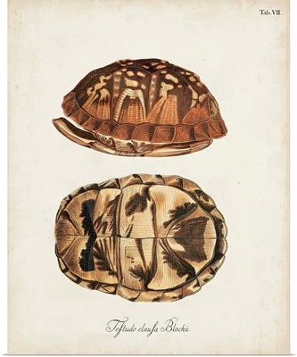 Antique Turtles and Shells III