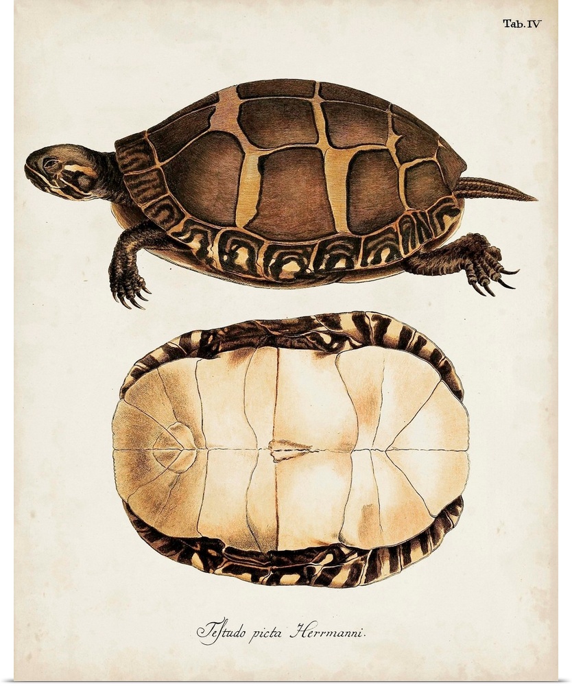 Antique Turtles and Shells IV
