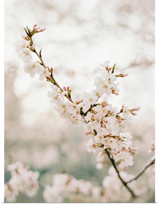 April Blossoms