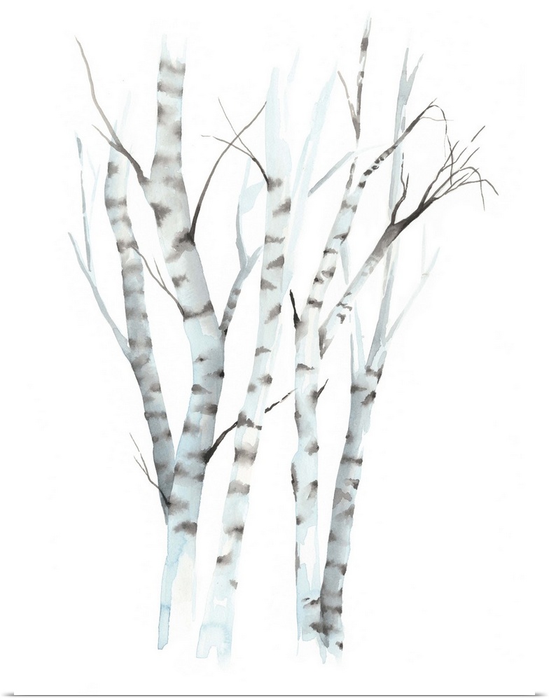 Watercolor painting of white striped birch trees against a white background.