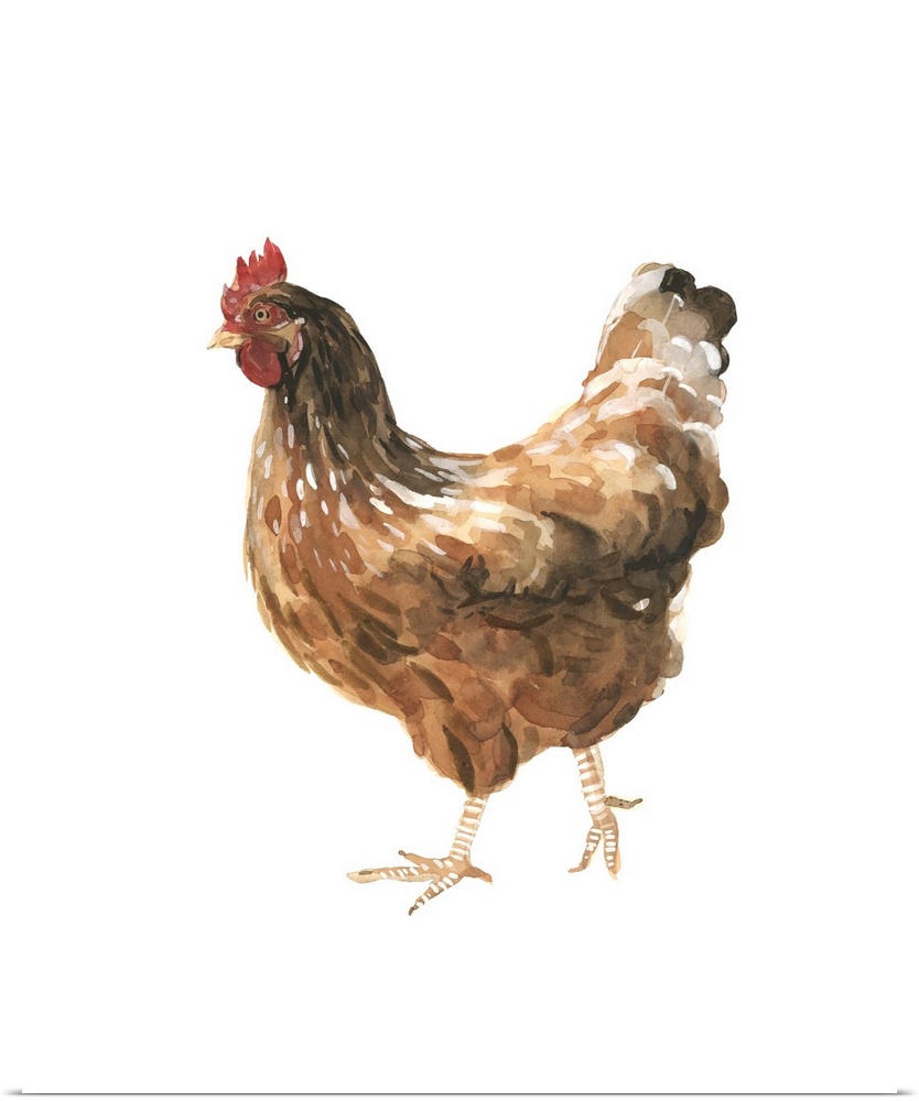 Watercolor portrait of a chicken painted with warm earth tones.
