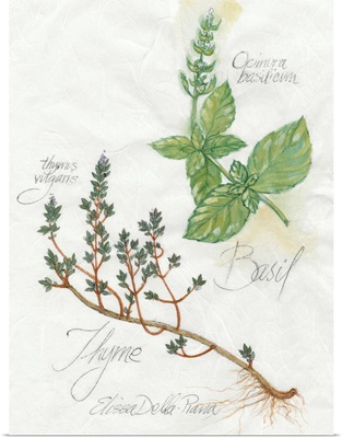 Basil And Thyme