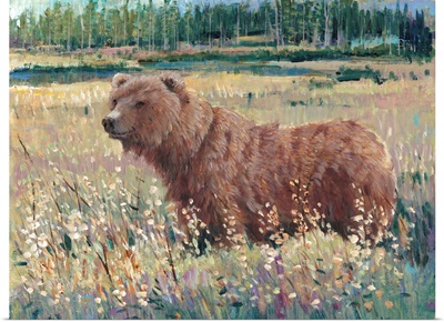 Bear in the Field