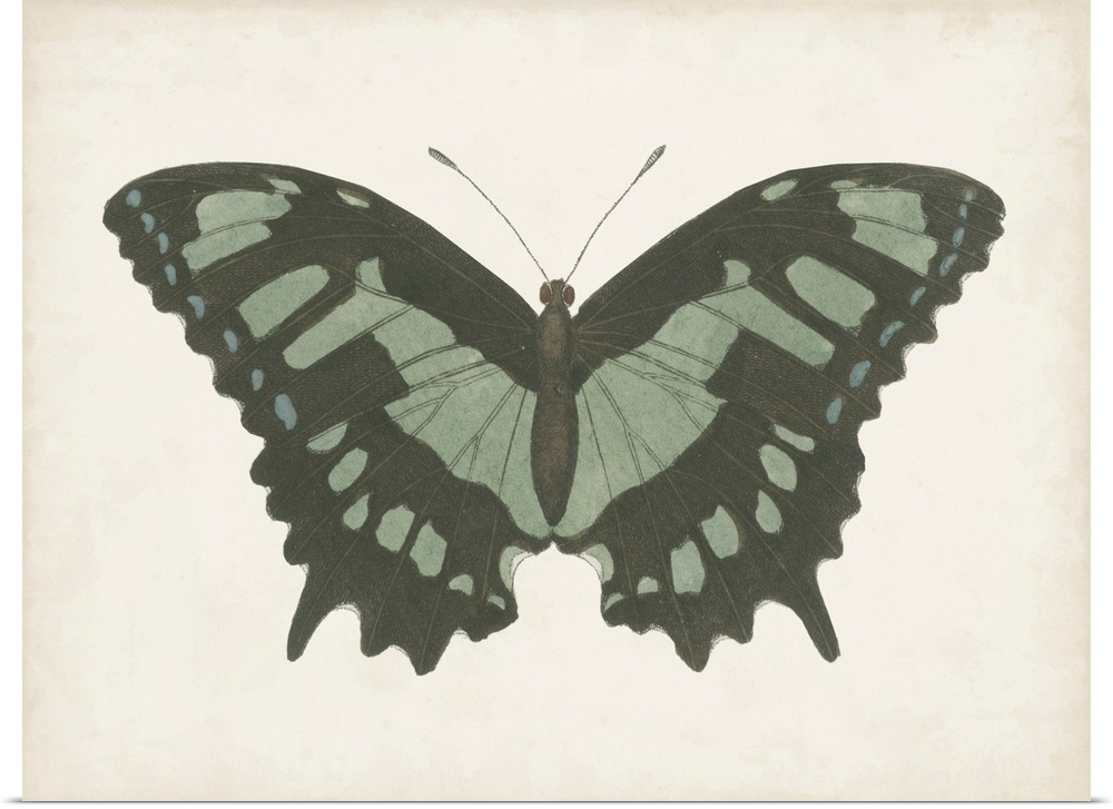 Beautiful Butterfly II