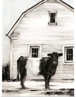 Belted Galloway I