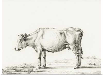 Bernard Cow Sketch II