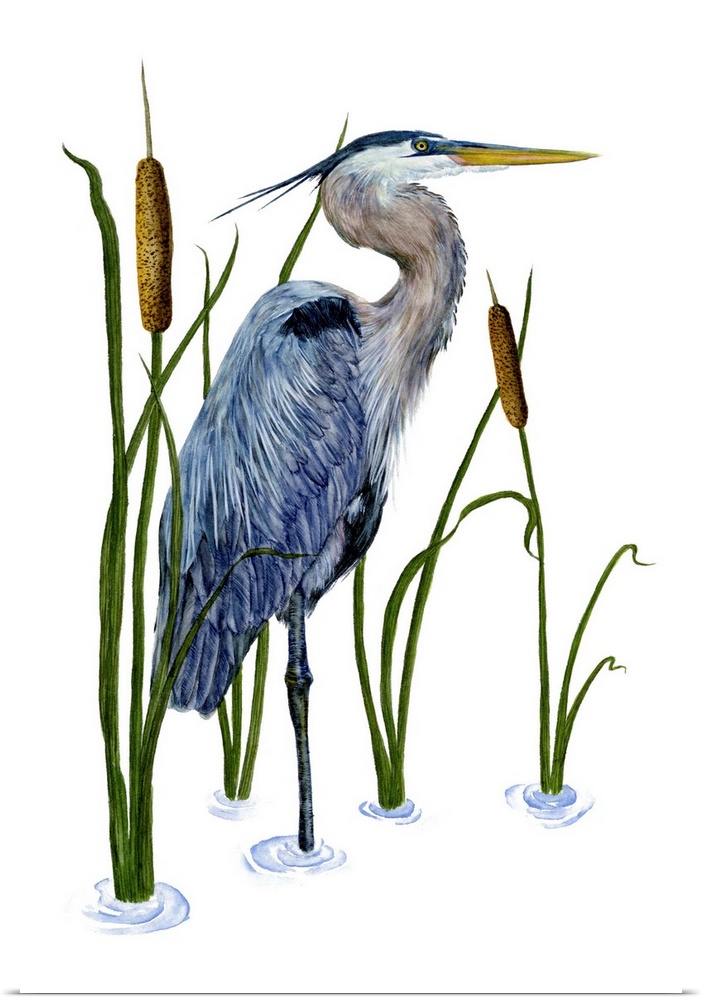 Contemporary illustration of a great blue heron in a lake.
