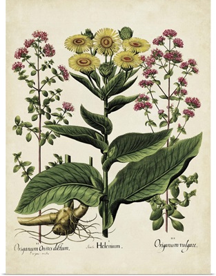 Besler Florilegium I