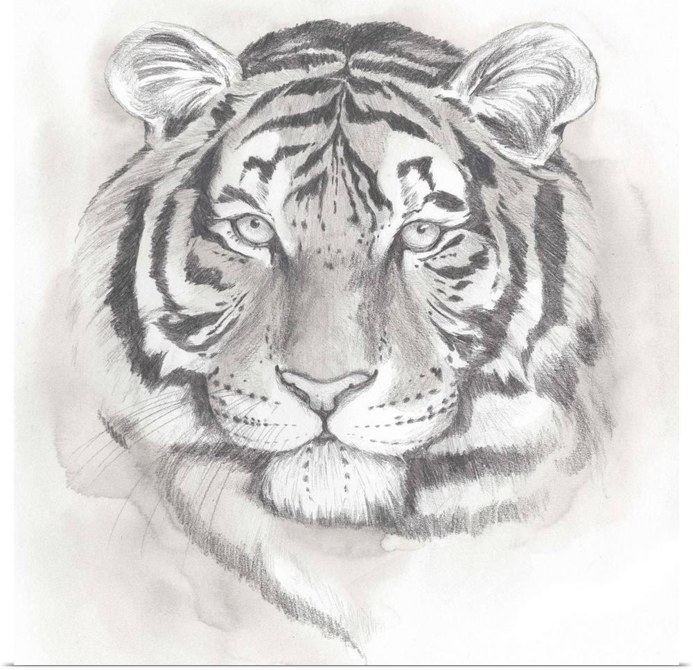 Grey-toned study of the face of a tiger.