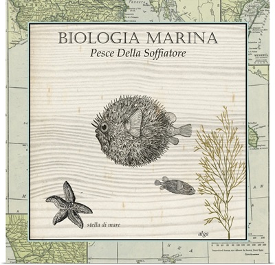 Biologia Marina II