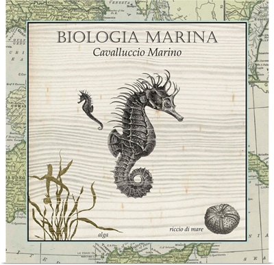 Biologia Marina III