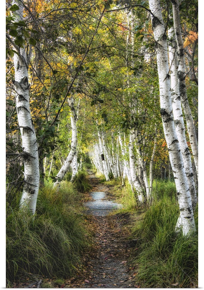 Pathway through white birch trees in a thick forest.