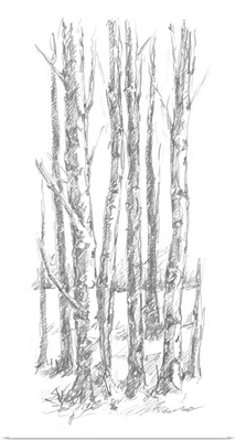 Birch Tree Sketch I