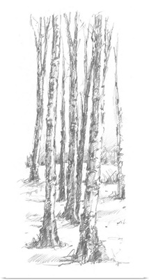 Birch Tree Sketch II
