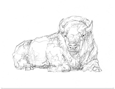 Bison Contour Sketch I