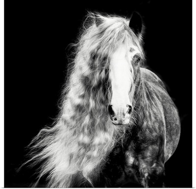 Black And White Horse Portrait I