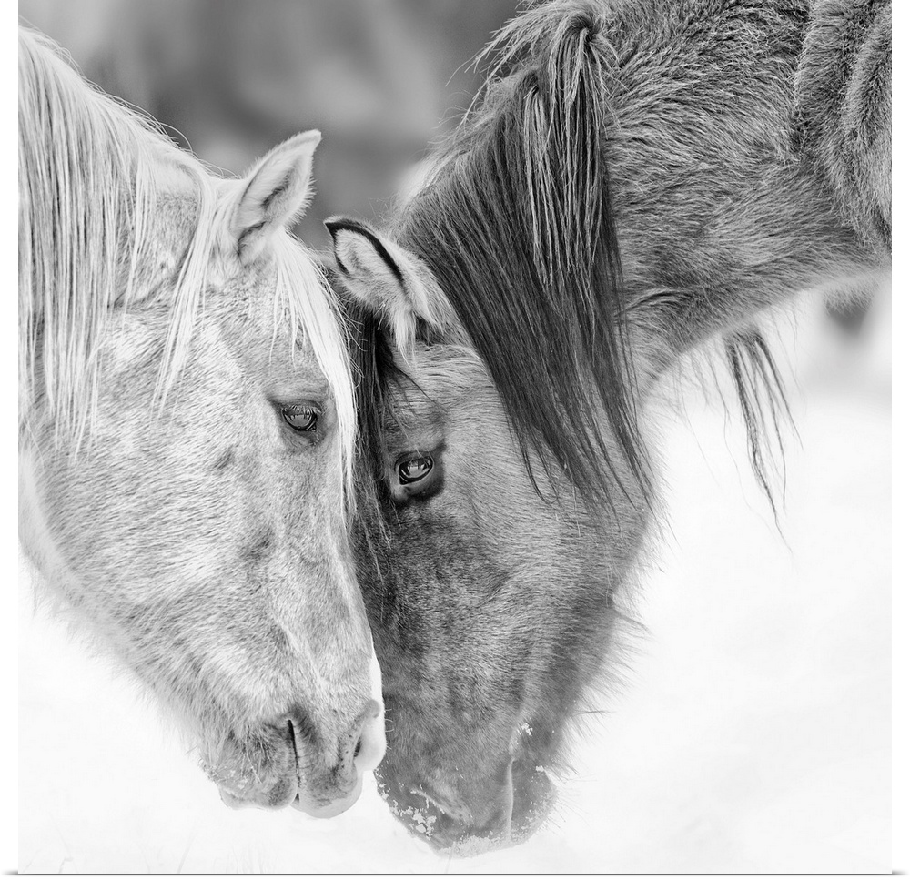 Black and white photo of two horses nuzzling.