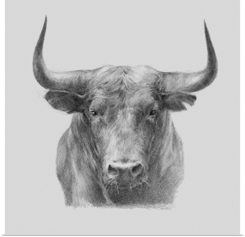 A gray pencil sketch of a black bull.