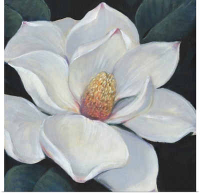 Blooming Magnolia II